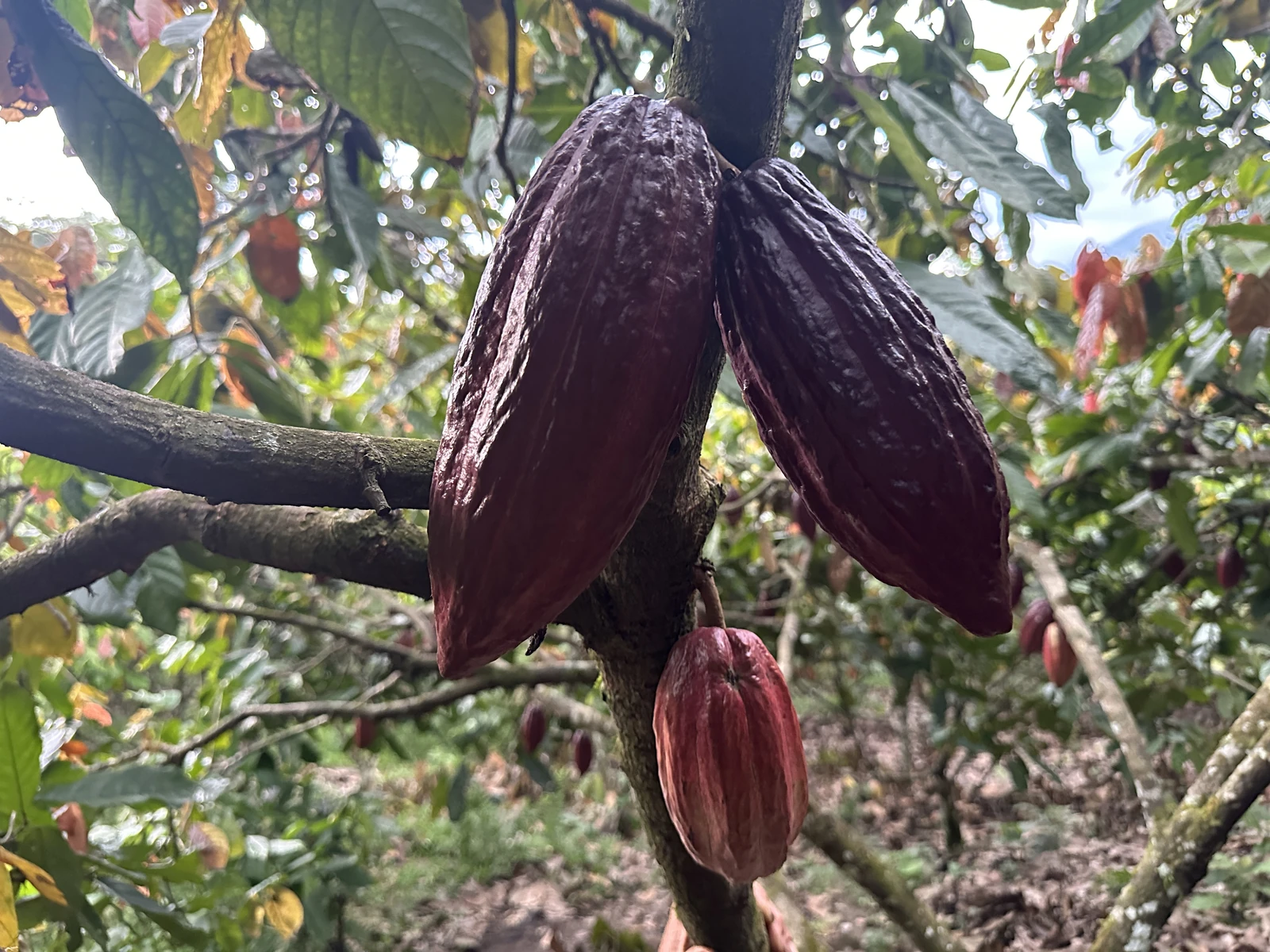 乌干达 Semuliki 产区可可果荚在树干上成熟